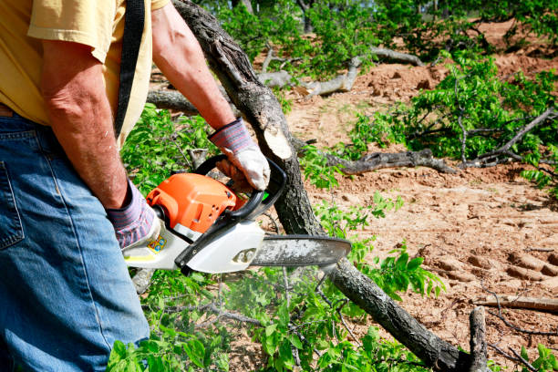 Emergency Storm Tree Removal